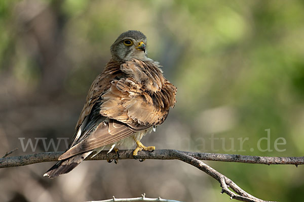 Turmfalke (Falco tinnunculus)