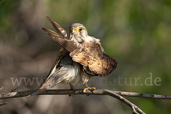 Turmfalke (Falco tinnunculus)