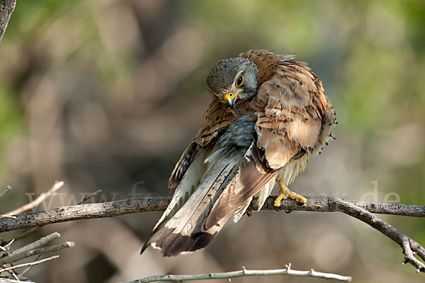 Turmfalke (Falco tinnunculus)