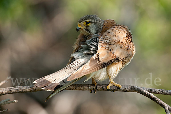 Turmfalke (Falco tinnunculus)