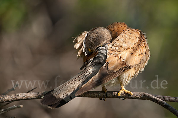 Turmfalke (Falco tinnunculus)