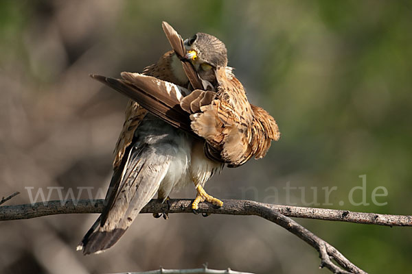 Turmfalke (Falco tinnunculus)