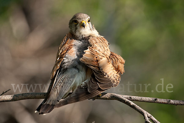 Turmfalke (Falco tinnunculus)