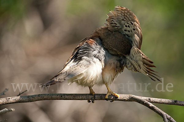 Turmfalke (Falco tinnunculus)