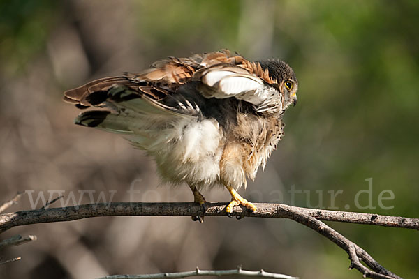 Turmfalke (Falco tinnunculus)