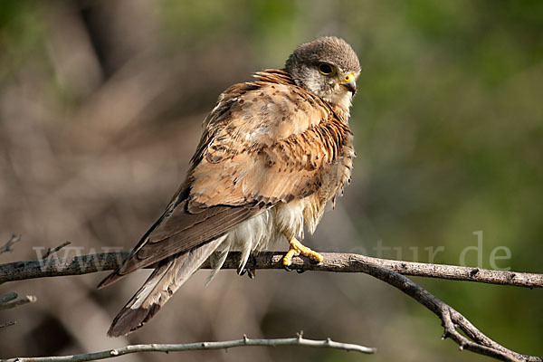 Turmfalke (Falco tinnunculus)