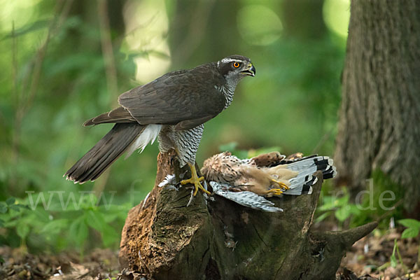 Turmfalke (Falco tinnunculus)