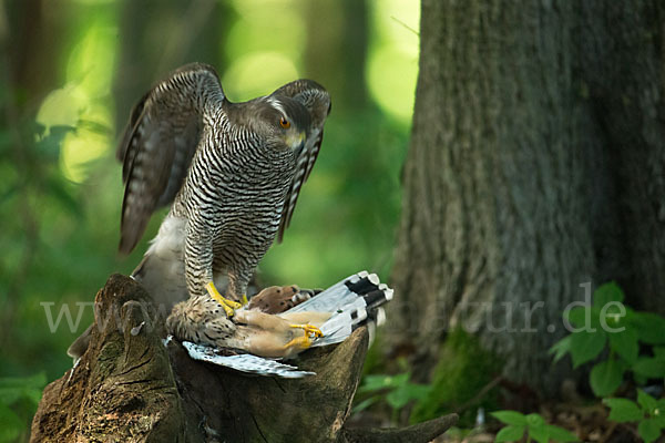 Turmfalke (Falco tinnunculus)