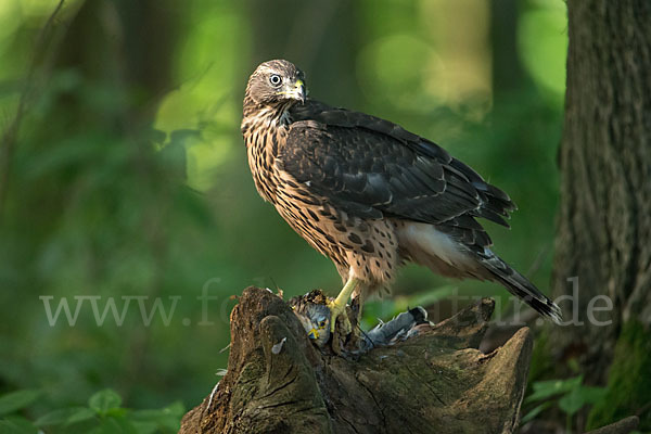 Turmfalke (Falco tinnunculus)