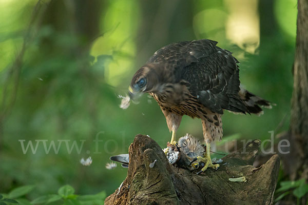 Turmfalke (Falco tinnunculus)