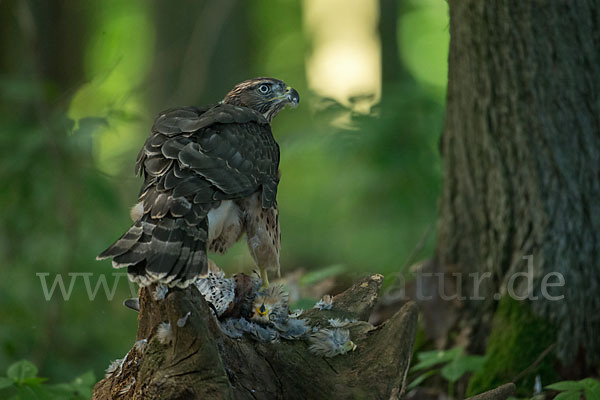 Turmfalke (Falco tinnunculus)