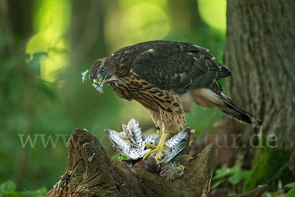 Turmfalke (Falco tinnunculus)