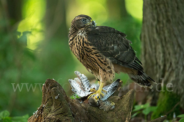 Turmfalke (Falco tinnunculus)