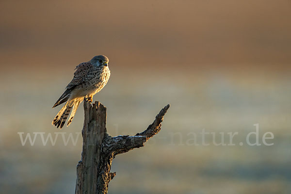 Turmfalke (Falco tinnunculus)