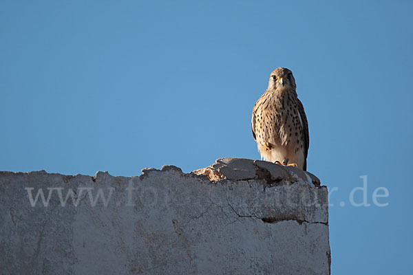 Turmfalke sspec. (Falco tinnunculus dacotiae)