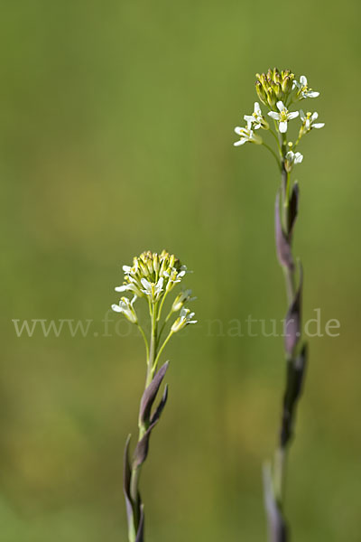 Turmkraut (Arabis glabra)