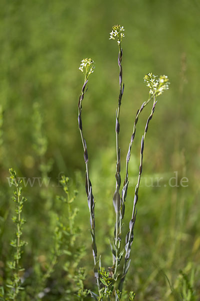 Turmkraut (Arabis glabra)