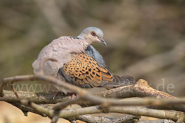 Turteltaube (Streptopelia turtur)