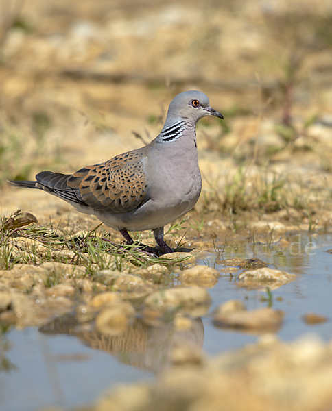 Turteltaube (Streptopelia turtur)