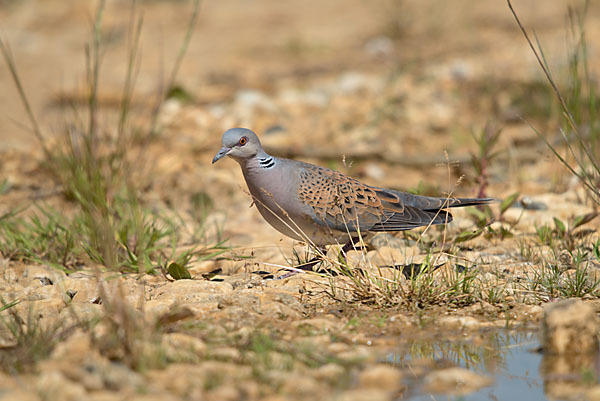 Turteltaube (Streptopelia turtur)