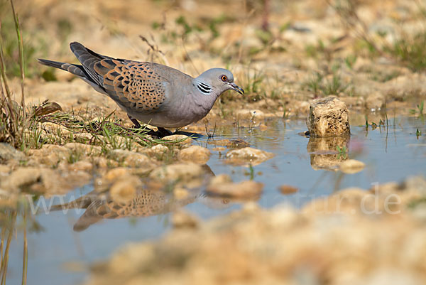 Turteltaube (Streptopelia turtur)