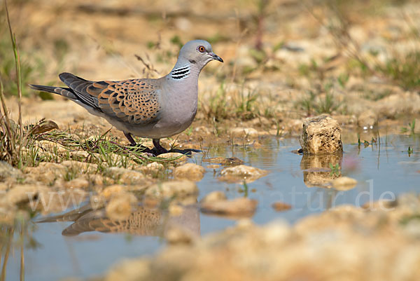 Turteltaube (Streptopelia turtur)