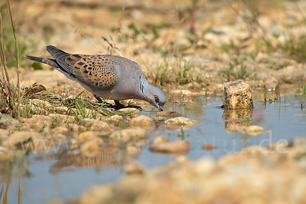 Turteltaube (Streptopelia turtur)