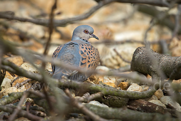 Turteltaube (Streptopelia turtur)