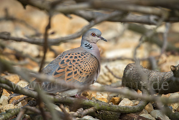 Turteltaube (Streptopelia turtur)