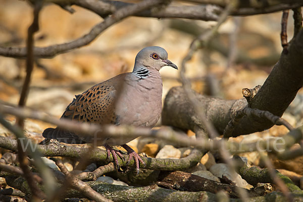 Turteltaube (Streptopelia turtur)