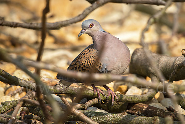 Turteltaube (Streptopelia turtur)