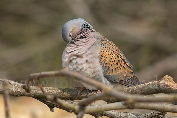 Turteltaube (Streptopelia turtur)