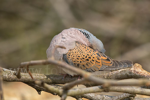 Turteltaube (Streptopelia turtur)