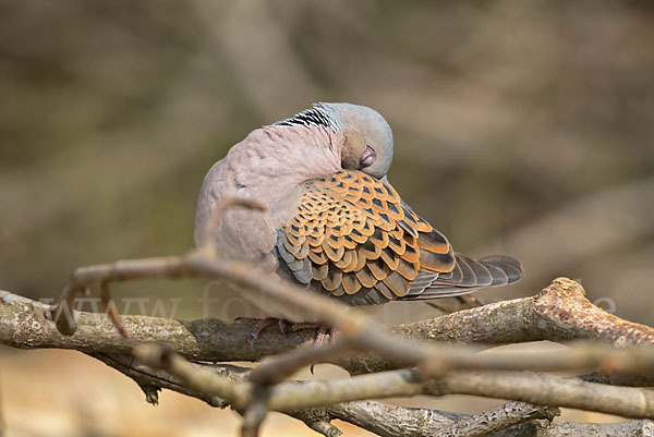 Turteltaube (Streptopelia turtur)