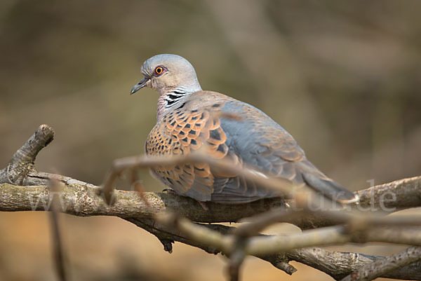 Turteltaube (Streptopelia turtur)