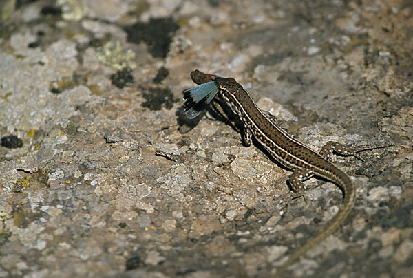 Tyrrhenische Mauereidechse (Podarcis tiliguerta)