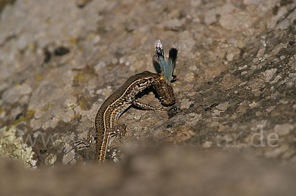 Tyrrhenische Mauereidechse (Podarcis tiliguerta)