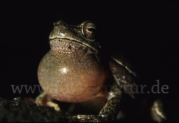 Tyrrhenischer Laubfrosch (Hyla sarda)