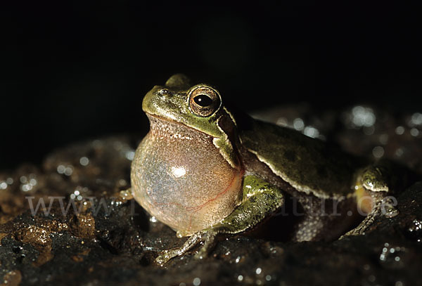 Tyrrhenischer Laubfrosch (Hyla sarda)