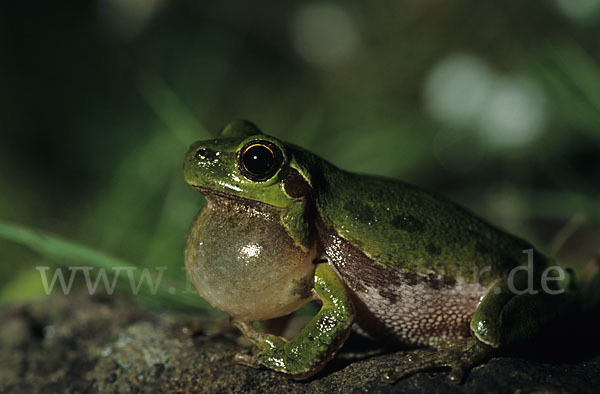 Tyrrhenischer Laubfrosch (Hyla sarda)