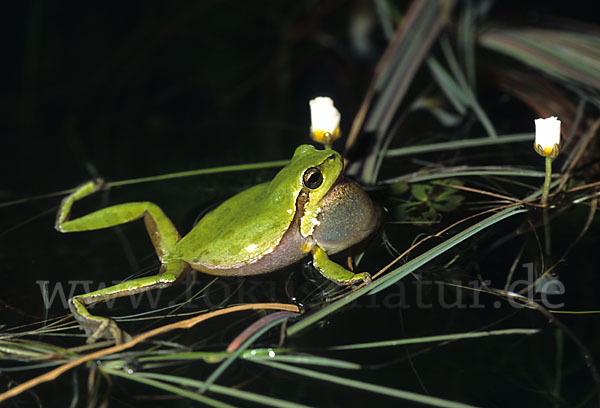 Tyrrhenischer Laubfrosch (Hyla sarda)