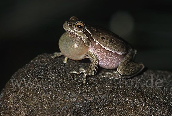 Tyrrhenischer Laubfrosch (Hyla sarda)