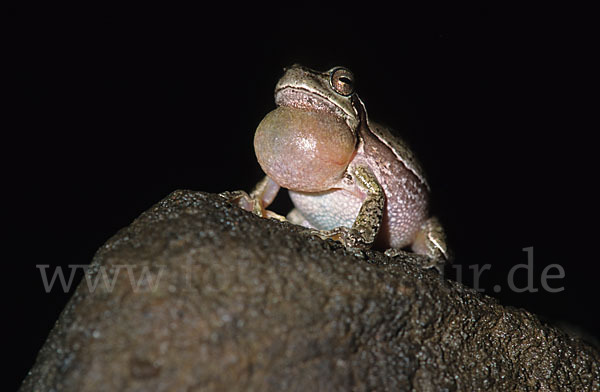 Tyrrhenischer Laubfrosch (Hyla sarda)