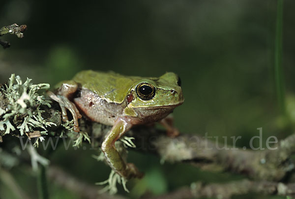 Tyrrhenischer Laubfrosch (Hyla sarda)