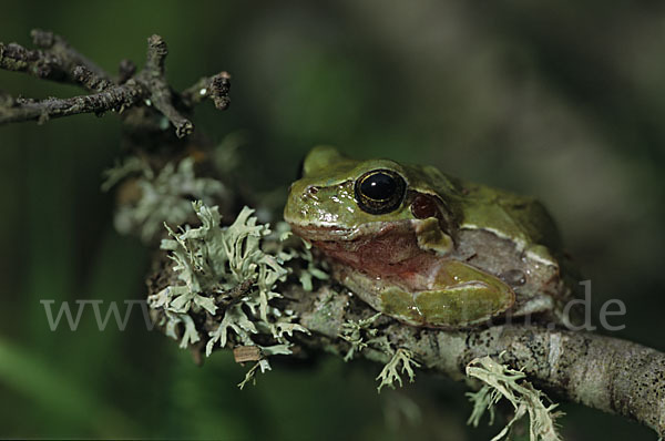 Tyrrhenischer Laubfrosch (Hyla sarda)