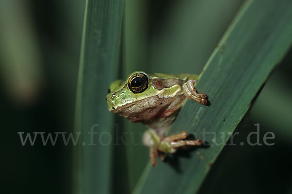 Tyrrhenischer Laubfrosch (Hyla sarda)