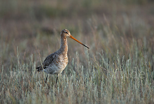 Uferschnepfe (Limosa limosa)