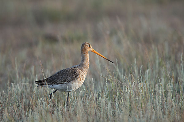 Uferschnepfe (Limosa limosa)