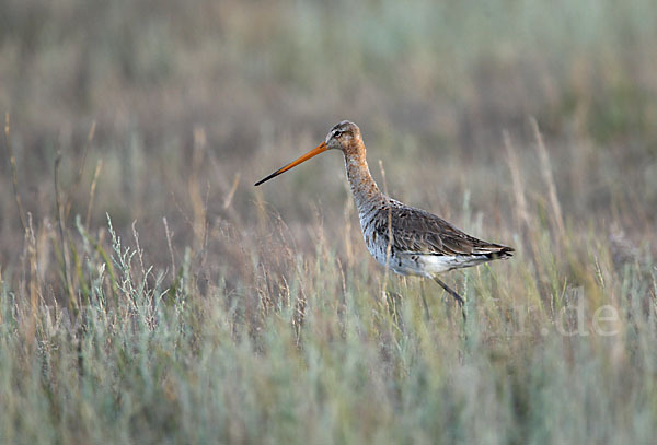 Uferschnepfe (Limosa limosa)