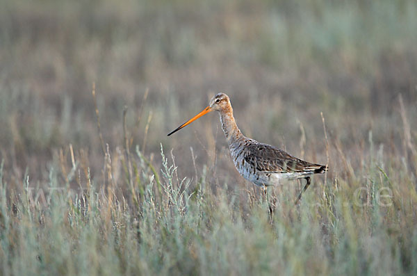 Uferschnepfe (Limosa limosa)